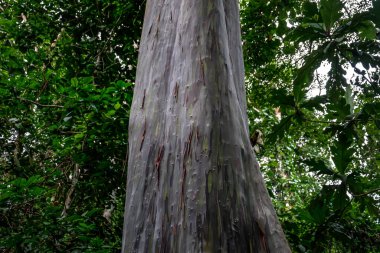 Yeşil çizgili belirgin bir renge sahip olan Leda ağacı önemli yağlar içerir - okaliptüs deglupta