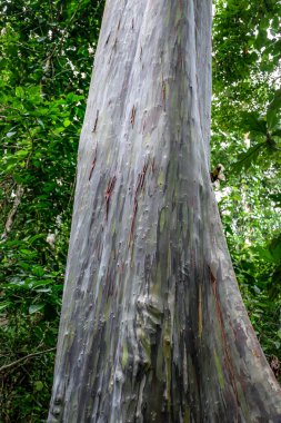Yeşil çizgili belirgin bir renge sahip olan Leda ağacı önemli yağlar içerir - okaliptüs deglupta