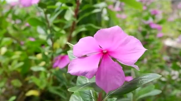 Beleza Flor Catharanthus Roseus Flores Fechar Vista Tapak Dara Flores — Vídeo de Stock