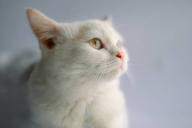 Türk Angora cinsinin beyaz, pofuduk kedisine yakın plan - turuncu gözlü kedi beyazı