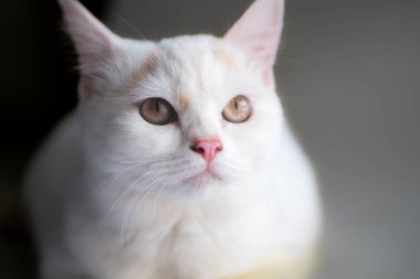 Türk Angora cinsinin beyaz, pofuduk kedisine yakın plan - turuncu gözlü kedi beyazı