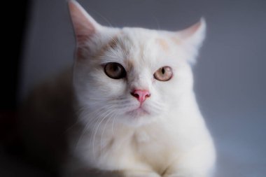 Türk Angora cinsinin beyaz, pofuduk kedisine yakın plan - turuncu gözlü kedi beyazı