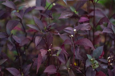 Mor yaprak dokusu arka planda, bahçede - Masada mavi desenli yapraklar - Çiçek