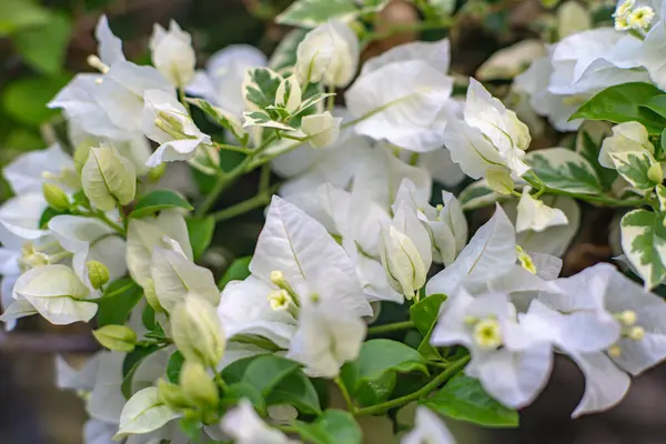 Kağıt çiçekler ya da begonviller popüler süs bitkileridir. Şekil, dik olarak büyümesi zor küçük bir ağaçtır.