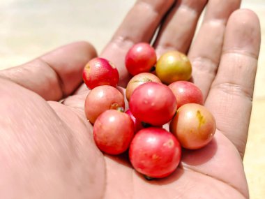 Bir avuç taze kiraz doğanın cömertliğini gösteriyor kirazlar Orta Amerika 'nın tropikal bölgelerinden gelen bir meyvedir ve bilimsel adı Muntingia calabura' dır..