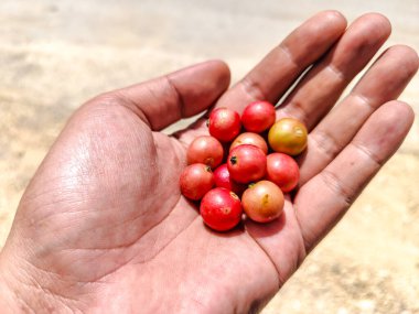 Bir avuç taze kiraz doğanın cömertliğini gösteriyor kirazlar Orta Amerika 'nın tropikal bölgelerinden gelen bir meyvedir ve bilimsel adı Muntingia calabura' dır..