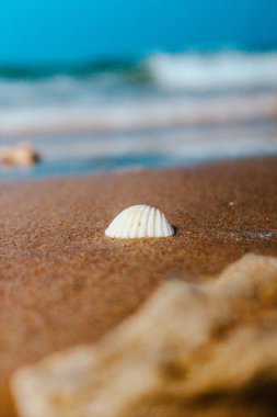 Geride bir deniz kabuğu bıraktı.