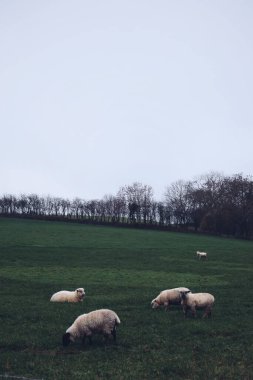 19 Kasım 2018 'de Kuzey İrlanda' da bir çayırda koyun.