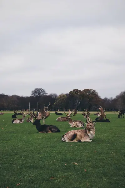 Fotoğraf 20 Kasım 2018 'de Dublin, İrlanda' daki Phoenix Park 'ta çekildi.