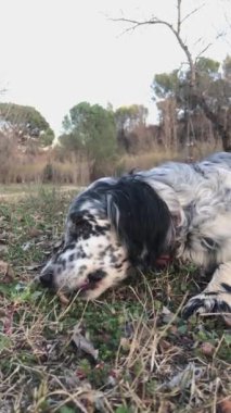 Köpek kırsalda yemeğin tadını çıkarıyor. Köpek konsepti.