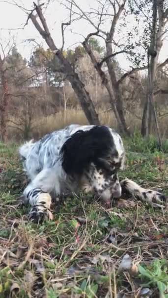 Чорно Білий Собака Їсть Кістку Концепція Собак — стокове відео