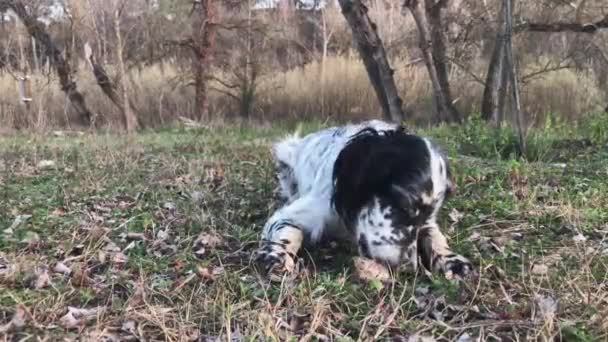 English Setter Lying Grass Eating Bone Dogs Concept — Stock Video