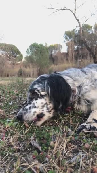 Cão Desfrutando Uma Refeição Campo Conceito Cães — Vídeo de Stock
