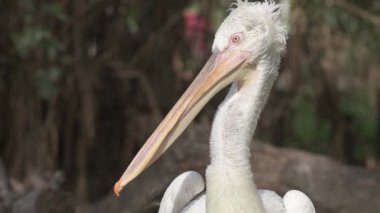 Bir pelikan ormanda duruyor. Kuşun yüzünde tuhaf bir ifade var.