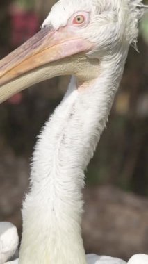 Barselona Hayvanat Bahçesi 'nde kafasını çeviren pembe sırtlı pelikanın yakın çekimi.