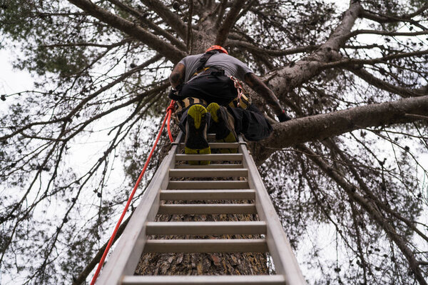 Хирург-древолаз, поднимающийся по лестнице к высокой сосне, надев ремни безопасности и шлем для ухода за деревьями