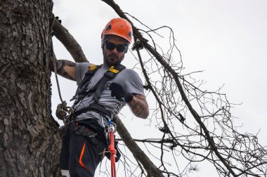 Kemer ve miğferli oduncu halat erişim tekniklerini kullanarak ağacın ölü dallarını buduyor.