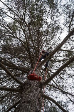 Ağaç cerrahı, ağaç budama ve bakımını yaparken testere ve iplerle yükseklerde çalışıyor.