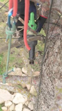Ağaççı ağaç dalını elektrikli testereyle budarken halatla asılmış.