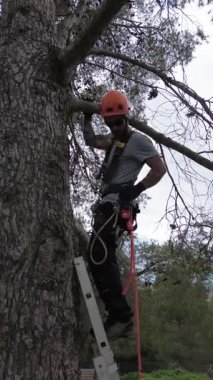 Uzman bir ağaç ustası, merdiven ve ip erişim tekniklerini kullanarak uzun bir çam ağacına tırmanır.
