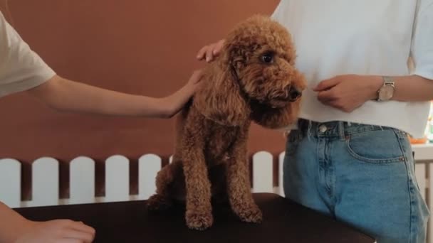 Beautiful Brown Poodle Pet House Dog Trainer — Αρχείο Βίντεο