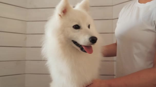 Snow White Dog Japanese Spitz Breed Being Prepared Exhibition Pet — Vídeo de Stock