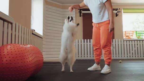 Snow White Dog Breed Japanese Spitz Training Pet House Trainer — Αρχείο Βίντεο