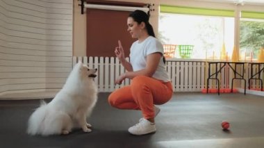 Snow-white dog breed Japanese Spitz training in the pet house with trainer