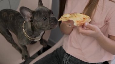 Unrecognizable Woman Feeding Her Pet with Pizza, Small French Bulldog Eating Human Food
