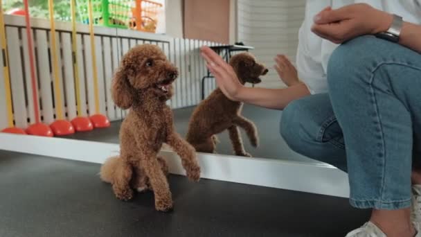 Little Brown Poodle Training Pet House Dog Trainer — Stockvideo