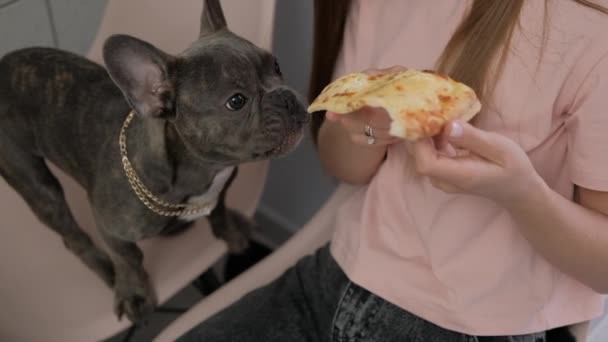 Unrecognizable Woman Feeding Her Pet Pizza Small French Bulldog Eating — Vídeo de Stock
