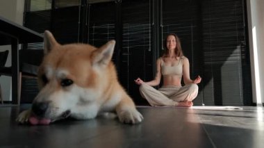 Genç ve neşeli kadın meditasyon yapmaya çalışırken Akita köpeği ön planda yerleri yalıyor.