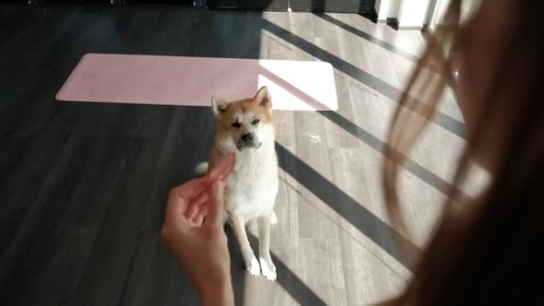 Γυναίκα Ταΐζει Κατοικίδιο Ζώο Της Λουκάνικο Akita Σκυλί Δίνει Πόδι — Αρχείο Βίντεο