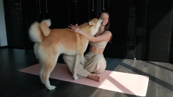 Tânăra Femeie Fericită Joacă Îmbrățișează Animalele Companie Acasă Câinele Akita — Videoclip de stoc