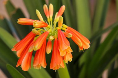 Portakal çiçeği. Clivia nobilis.