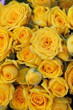 Çiçekçide güzel sarı güller. Gül bahçesi.