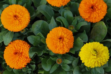 Bahçedeki güzel portakal kadife çiçekleri.