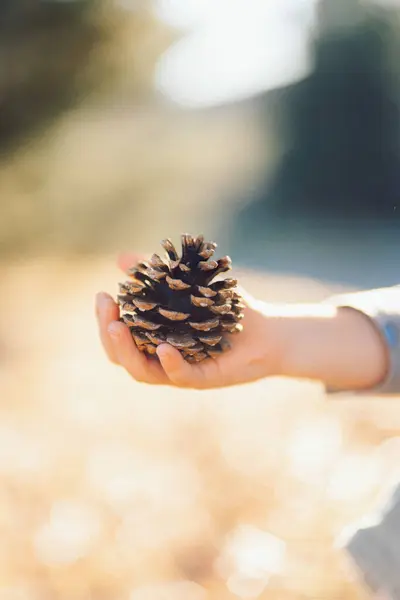 pine lump in boys hand close up. High quality photo