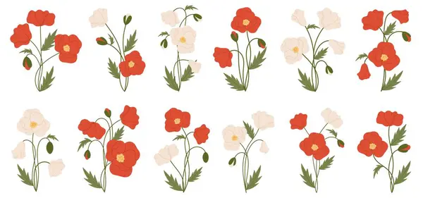 Haşhaş çiçeği. Kırmızı gelincik çiçeği illüstrasyon vektör koleksiyonu. Meadow yabani çiçek seti. Yeşil tomurcuklar ve yapraklar