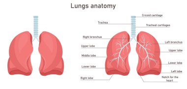 İnsan akciğer anatomisi. Solunum sistemi vektör çizimi. İç organlar. Anatomi