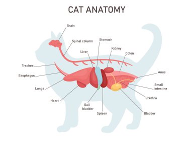 Kedi anatomisi. İç sistem unvanları ve konumu ile eğitim veterinerliği ve zooloji çalışmaları. Kolon, mide, karaciğer, kalp. Vektör illüstrasyonu