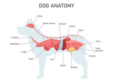 Köpek anatomisi. İç sistem unvanları ve konumu ile eğitim veterinerliği ve zooloji çalışmaları. Kolon, mide, karaciğer, kalp. Vektör illüstrasyonu