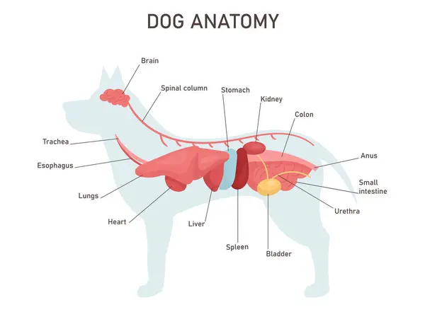 Köpek anatomisi. İç sistem unvanları ve konumu ile eğitim veterinerliği ve zooloji çalışmaları. Kolon, mide, karaciğer, kalp. Vektör illüstrasyonu