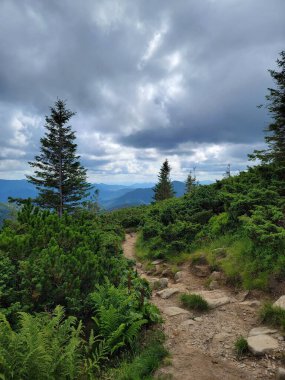 Hoverla 'nın tepesine çıkan yürüyüş rotalarından biri. Ivano-Frankivsk bölgesi, Transcarpathian bölgesi, Ukrayna