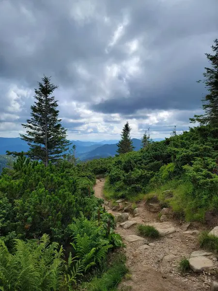 Hoverla 'nın tepesine çıkan yürüyüş rotalarından biri. Ivano-Frankivsk bölgesi, Transcarpathian bölgesi, Ukrayna