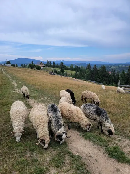 Yablunitsa, Polonyna Pertsiv 'deki Meadow. Polonyna Pertsiv, Karpat Dağları 'nın çarpıcı manzaralarının arasına yerleşmiş dingin bir güzelliğin mekanıdır. Yablunitsa, Ivano-Frankivsk bölgesi, Ukrayna