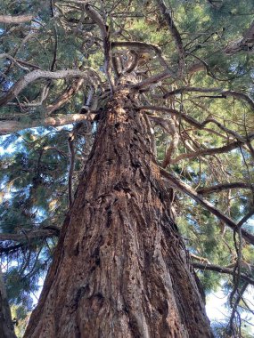Çam sekolisi ağaç gövdesi, bitki örtüsü ve doğa