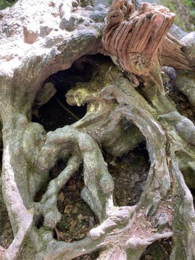 Birbirine dolanmış birkaç ağaç kökünün yakın görüntüsü