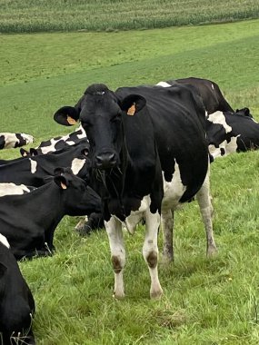 Çayırdaki birkaç siyah beyaz ineğin fotoğrafı.