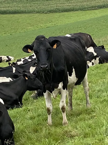 Çayırdaki birkaç siyah beyaz ineğin fotoğrafı.